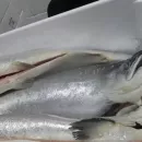 В Смоленской области пресечена попытка нелегального ввоза более 15 тонн охлажденного лосося продукции под видом товара прикрытия