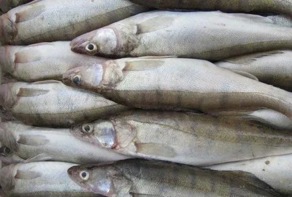 фотография продукта Рыба Морская и Речная (опт) Лучшие цены